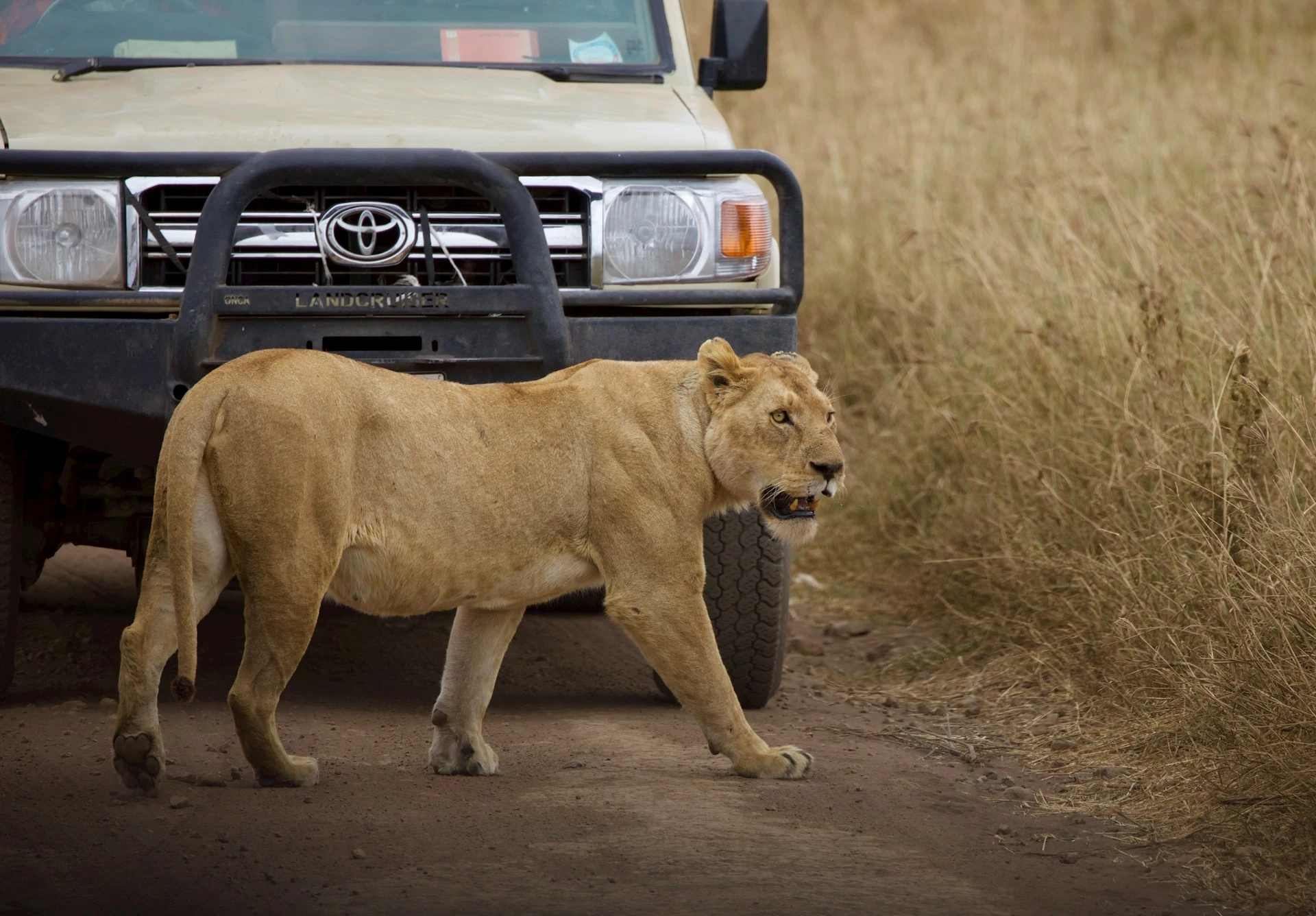 kenya safaris Experiences